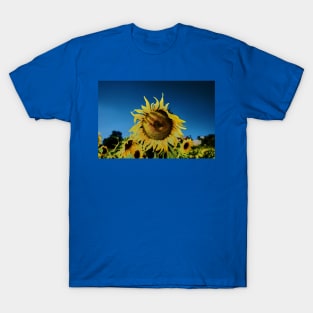 Sunflower in the sun T-Shirt